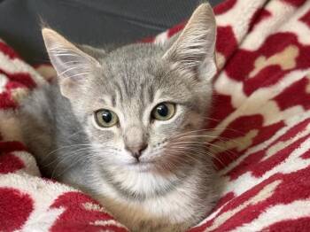 TRINITY -  Domestic Short Hair Cat for Adoption in Palo Alto, California - TRINITY | PetCurious