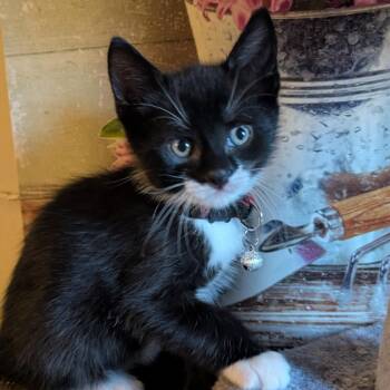 Mario -  Domestic Short Hair Cat for Adoption in Bayonne, New Jersey - Mario | PetCurious