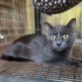 Missy -  Domestic Short Hair Cat for Adoption in Goshen, Indiana - Missy | PetCurious