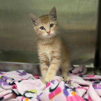 Gunther -  Domestic Short Hair Cat for Adoption in Fort Smith, Arkansas - Gunther | PetCurious