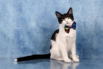 Farley -  Domestic Short Hair and Tuxedo Cat for Adoption in Tuscaloosa, Alabama - Farley | PetCurious