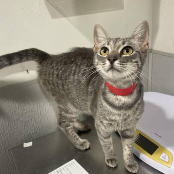 Layla -  Domestic Short Hair Cat for Adoption in Tampa, Florida - Layla | PetCurious