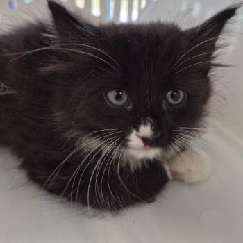 Domestic Medium Hair Cats Available for Adoption in Montgomery, Alabama - Bandit | PetCurious