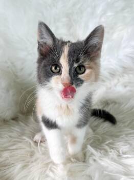 Rory -  Domestic Short Hair Cat Available for Adoption in Lima, Ohio - Rory | PetCurious