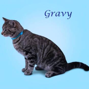 Domestic Short Hair Cats Available for Adoption in Lebanon, Tennessee - Gravy C26-090 | PetCurious