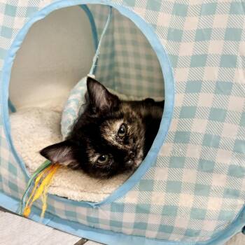 Domestic Medium Hair and Domestic Short Hair Cats Available for Adoption - Lucy Lou | PetCurious