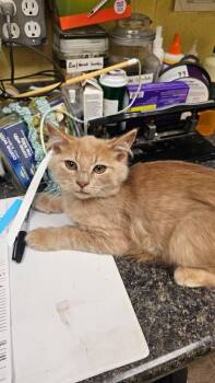 Baby Crouton -  Domestic Short Hair Cat for Adoption in Crossville, Tennessee - Baby Crouton | PetCurious