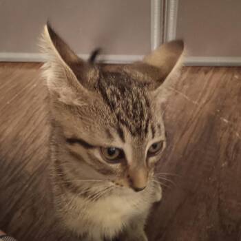 Milo -  Domestic Short Hair Cat for Adoption in Marion, Illinois - Milo | PetCurious