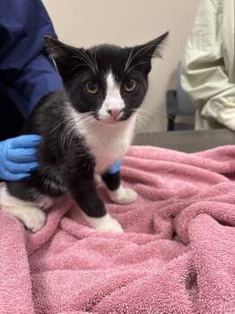Bogart -  Domestic Short Hair Cat for Adoption in Sherwood, Oregon - Bogart | PetCurious