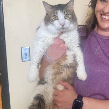 Domestic Medium Hair Cats Available for Adoption in Corinth, Mississippi - Baxter | PetCurious