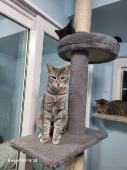 Rescue Domestic Short Hair Cats for Adoption in West Mifflin, Pennsylvania - Smokey | PetCurious