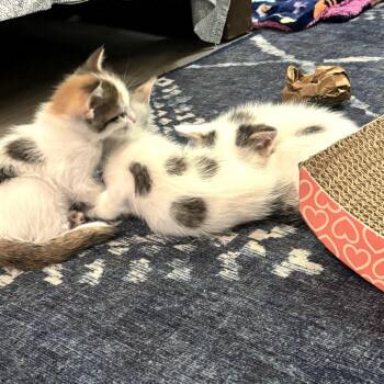 Gertrudis Bocanegra -  Domestic Short Hair Cat for Adoption in Redwood City, California - Gertrudis Bocanegra | PetCurious