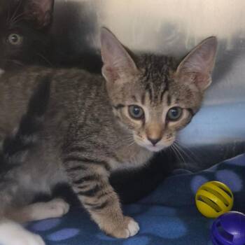 Lychee -  Domestic Short Hair Cat for Adoption in Lakeland, Florida - Lychee | PetCurious