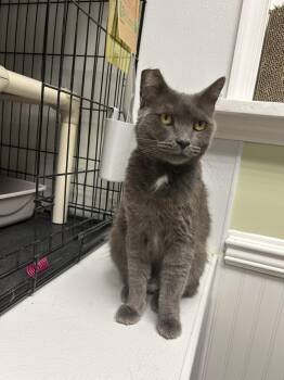 Aubrey -  Domestic Short Hair Cat for Adoption in Cape May, New Jersey - Aubrey | PetCurious