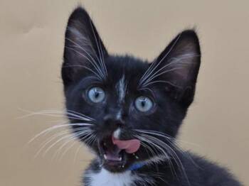Sunday -  Domestic Short Hair Cat for Adoption in Portland, Oregon - Sunday | PetCurious