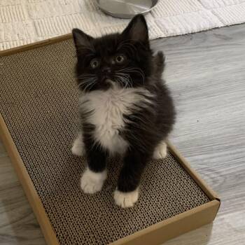 Rufio -  Domestic Medium Hair Cat for Adoption in Spokane, Washington - Rufio | PetCurious