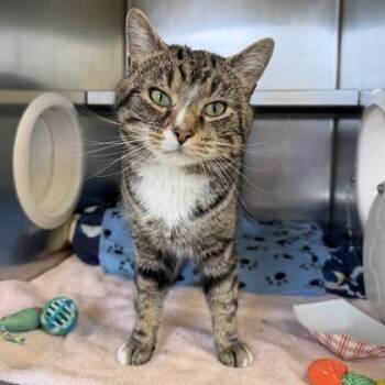 Domestic Short Hair Cats Available for Adoption - Purrington | PetCurious