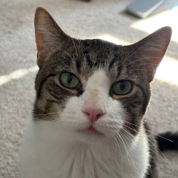 Rescue Domestic Short Hair Cats for Adoption in Oak Park, Illinois - Megatron | PetCurious