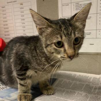 Curly -  Domestic Short Hair Cat for Adoption in Yuma, Arizona - Curly | PetCurious