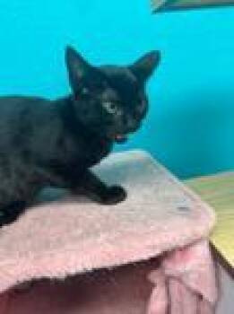 Rescue Domestic Short Hair Cats for Adoption in Chico, California - Bomba | PetCurious