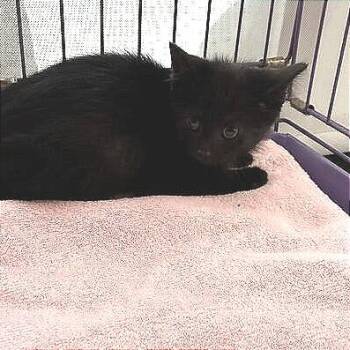 Domestic Short Hair Cats Available for Adoption in Dayton, Ohio - Kiwi | PetCurious