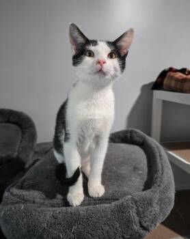 Wolfgang -  Domestic Short Hair Cat for Adoption in Lewisburg, Tennessee - Wolfgang | PetCurious
