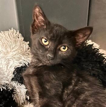 Ally -  Domestic Short Hair Cat for Adoption - Ally | PetCurious