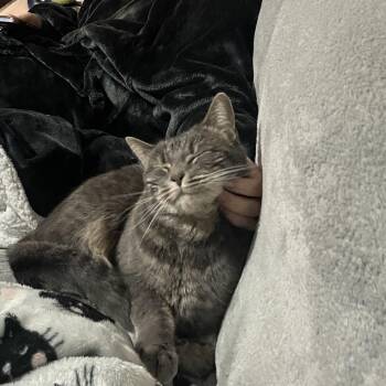 Domestic Short Hair Cats Available for Adoption - Teddy | PetCurious