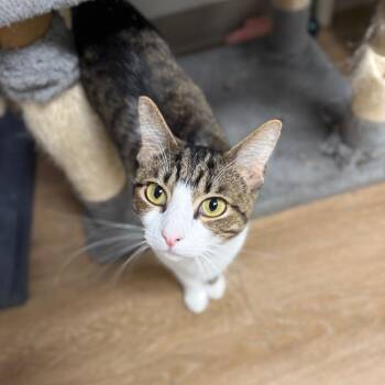 Domestic Short Hair Cats Available for Adoption - Daron | PetCurious