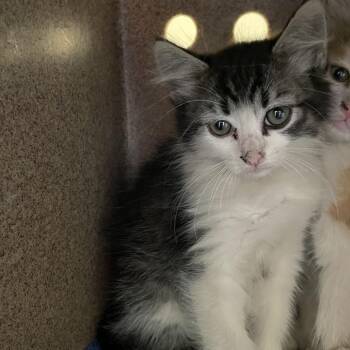 Autumn -  Domestic Medium Hair Cat for Adoption in Pasadena, California - Autumn | PetCurious