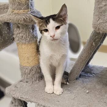 Rescue Domestic Short Hair Cats for Adoption in Midland, Texas - Star Lord | PetCurious