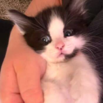 Neptune (Holland Cat Cove) -  Domestic Short Hair Cat for Adoption in West Olive, Michigan - Neptune (Holland Cat Cove) | PetCurious