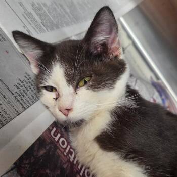 Jack Skellington -  Domestic Short Hair Cat for Adoption in Pauls Valley, Oklahoma - Jack Skellington | PetCurious