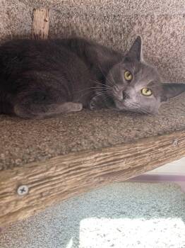 Rescue Domestic Short Hair Cats for Adoption in Clyde, North Carolina - Sterling | PetCurious
