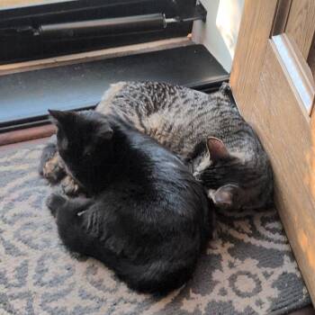 S&S: Salina -  Domestic Short Hair Cat for Adoption in Falls Church, Virginia - S&S: Salina | PetCurious