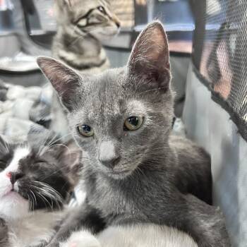 Effie -  Domestic Short Hair Cat for Adoption in Newborn, Georgia - Effie | PetCurious