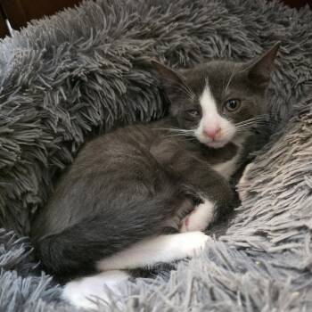 Levi -  Domestic Short Hair Cat for Adoption in Mastic, New York - Levi | PetCurious