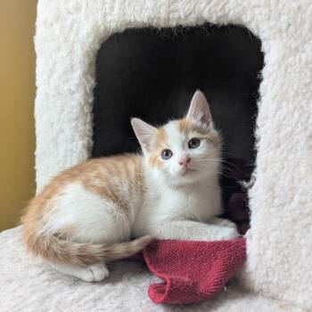 Hamish -  Domestic Short Hair Cat for Adoption in Johnson City, Tennessee - Hamish | PetCurious