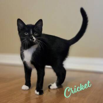 Cricket #bonded-to-Beetle -  Tuxedo and Domestic Short Hair Cat for Adoption in Houston, Texas - Cricket #bonded-to-Beetle | PetCurious