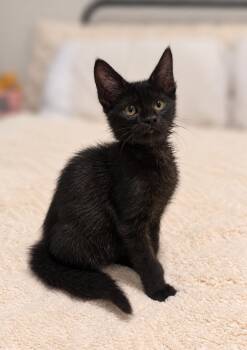 Greenie C -  Domestic Short Hair Cat for Adoption in Fresno, California - Greenie C | PetCurious