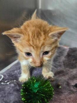 Voltaic -  Domestic Short Hair Cat for Adoption in Cincinnati, Ohio - Voltaic | PetCurious