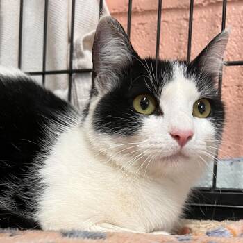 Domestic Short Hair Cats Available for Adoption in Columbus, North Carolina - Snuggles | PetCurious