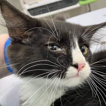 108780 -  Domestic Medium Hair Cat for Adoption in Las Cruces, New Mexico - 108780 | PetCurious