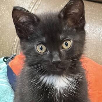 Gizmo -  Domestic Short Hair Cat for Adoption in Traverse City, Michigan - Gizmo | PetCurious