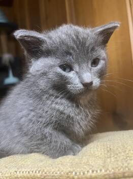Shark -  Domestic Short Hair Cat for Adoption in Albany, New York - Shark | PetCurious
