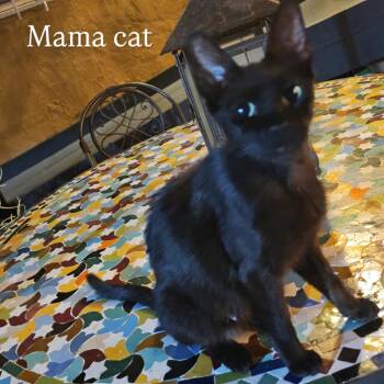 Madeline -  Domestic Short Hair Cat for Adoption in Los Angeles, California - Madeline | PetCurious