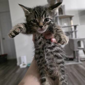 Domestic Short Hair Cats Available for Adoption in Mastic, New York - Karina | PetCurious