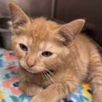 Burberry -  Domestic Short Hair Cat for Adoption in Gloucester, Virginia - Burberry | PetCurious