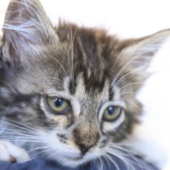 Domestic Medium Hair Cats Available for Adoption in Redwood City, California - Green Fish | PetCurious