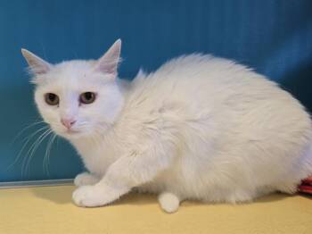 ANNA -  Domestic Short Hair Cat for Adoption in Auburn, California - ANNA | PetCurious